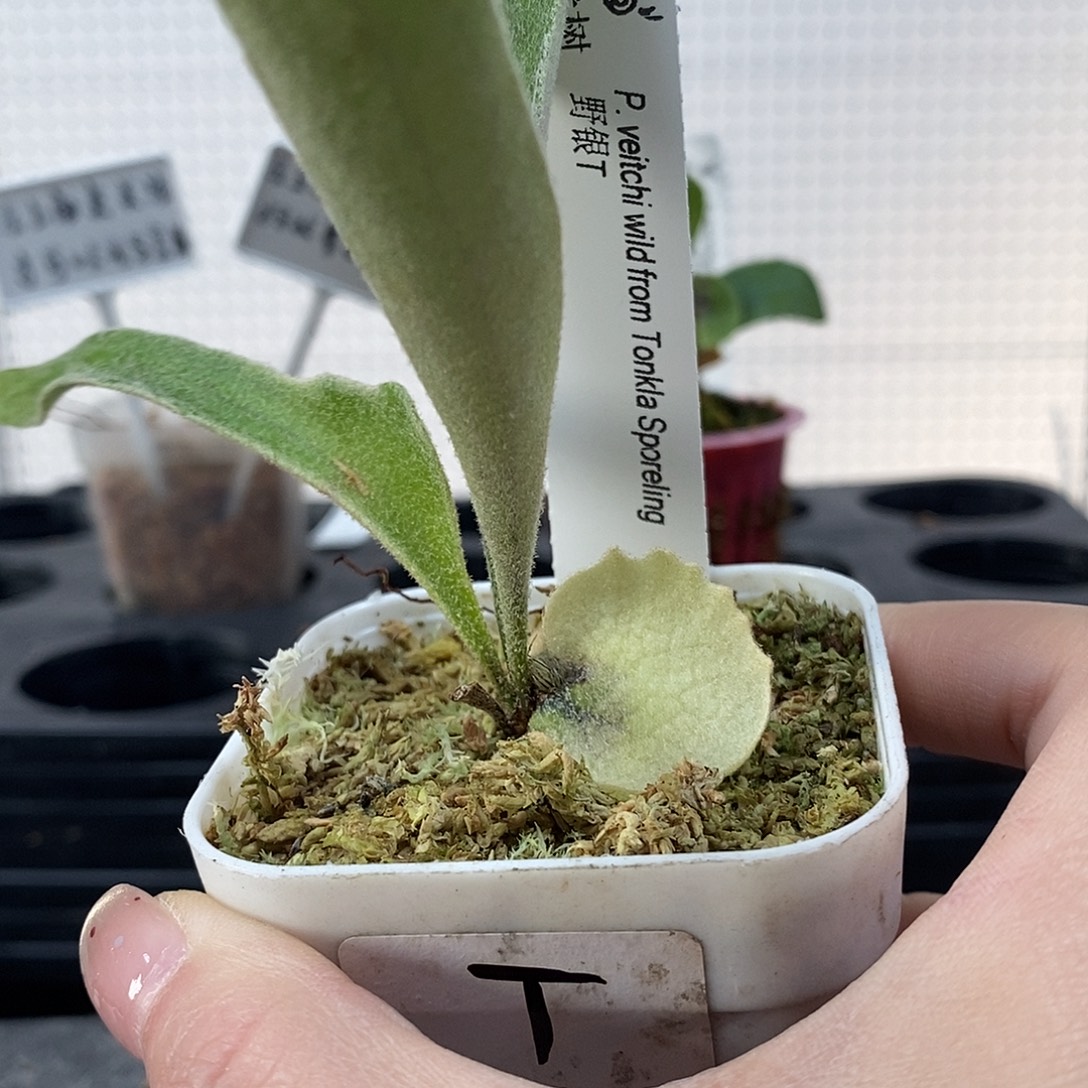 无花朵野银t鹿角蕨