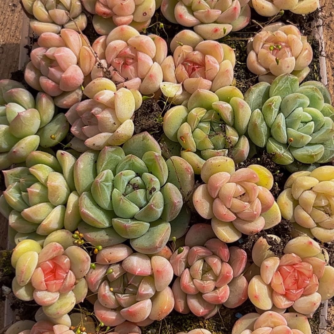 314多肉葡萄领导人物