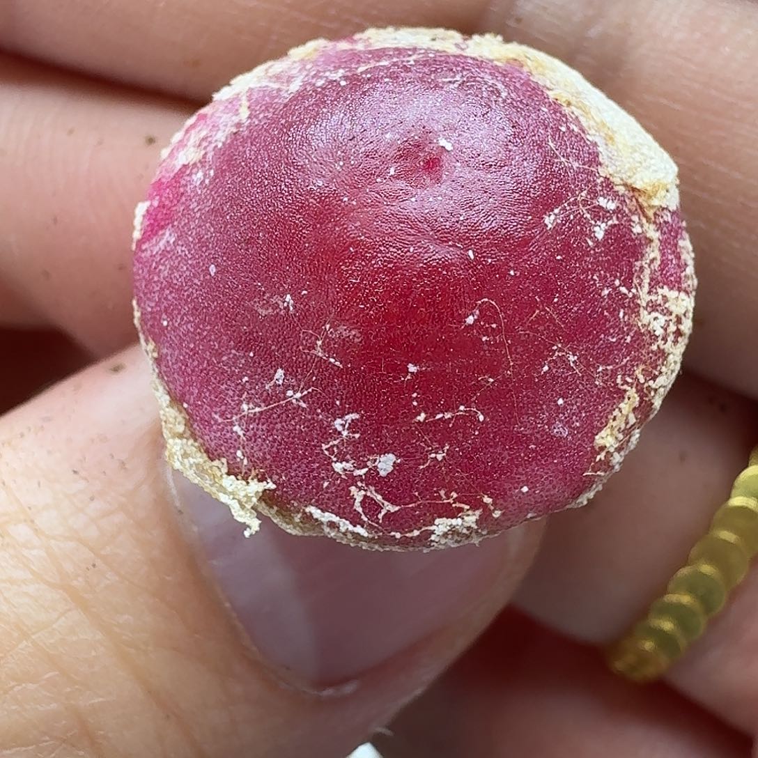 老马生石花2.1灯泡1625