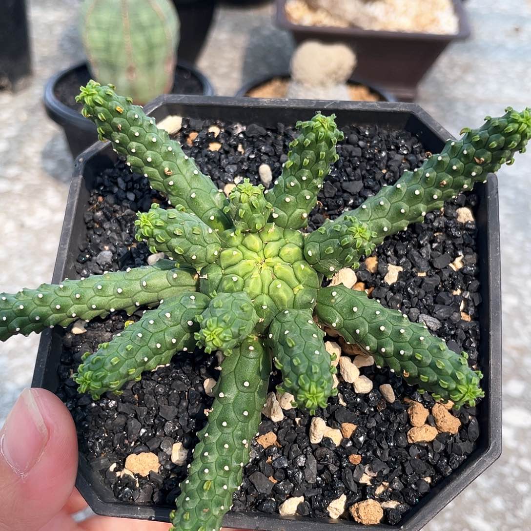 九头龙6666666666666666