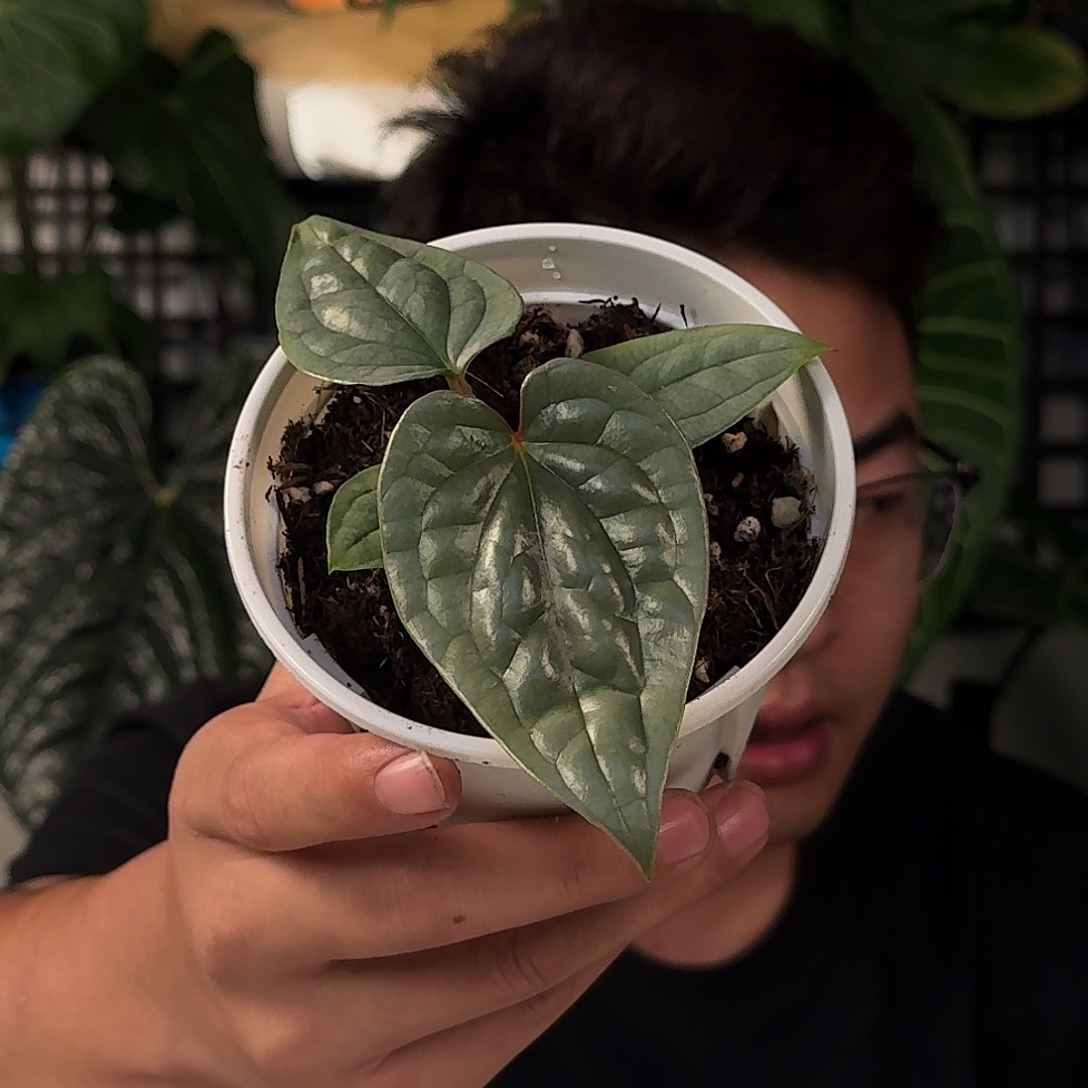 完全开放E136奢华