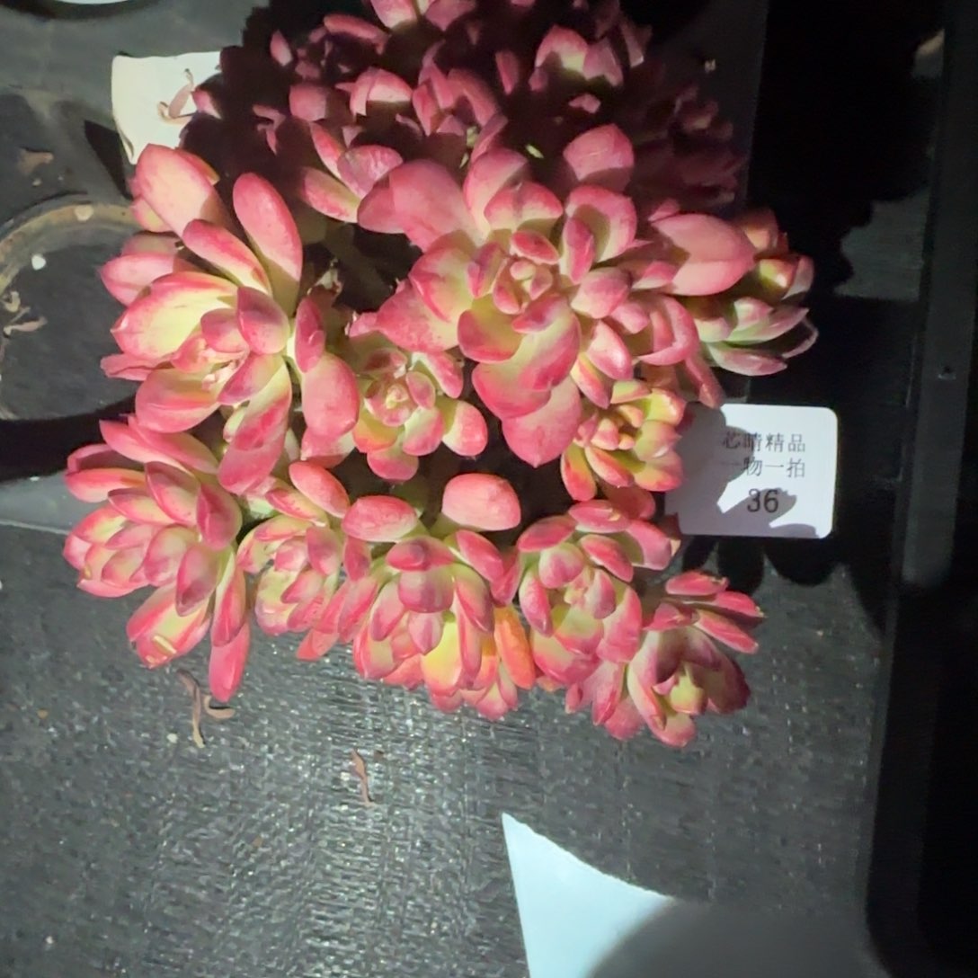 闪购精品多肉36号