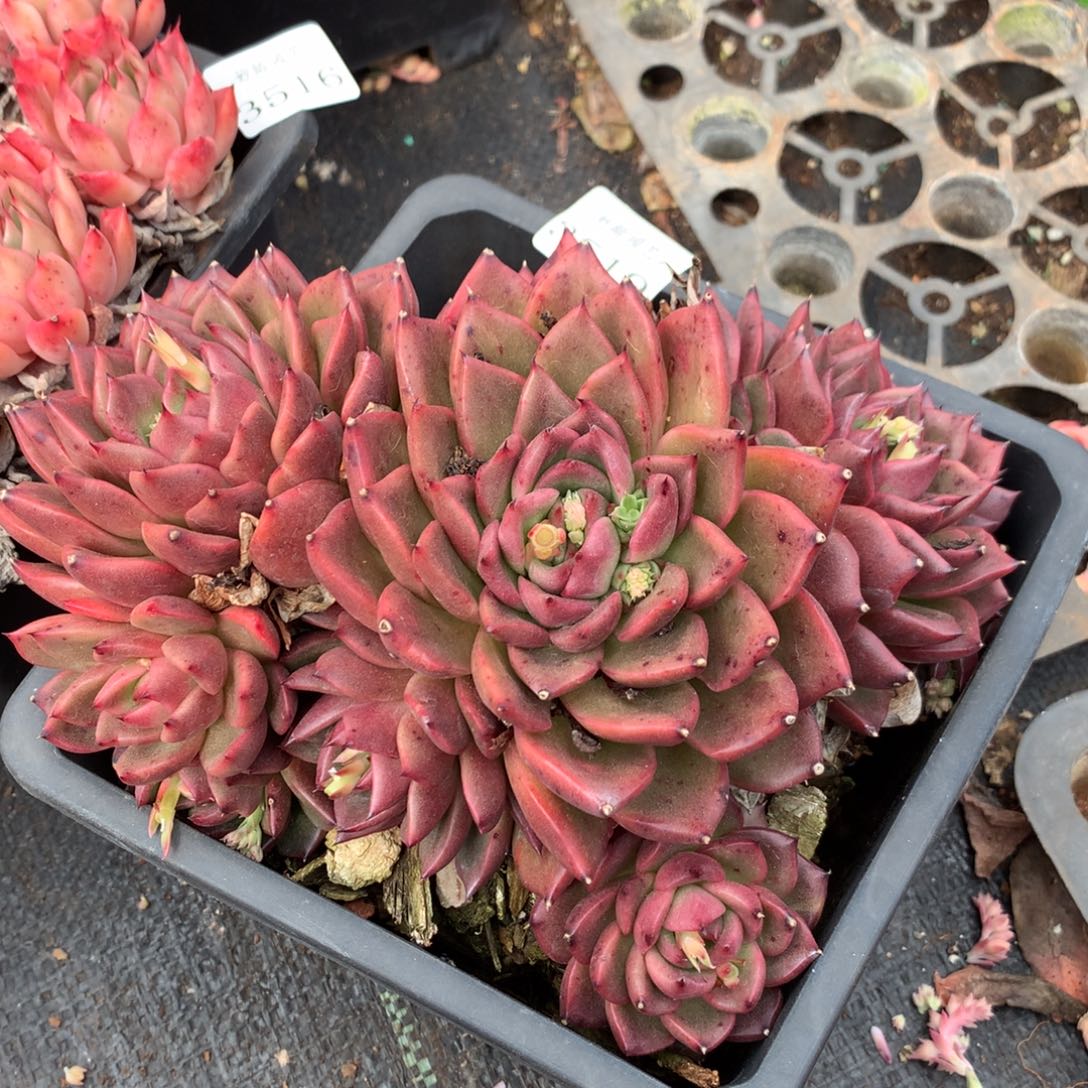 3519杂交精品基地18厘米