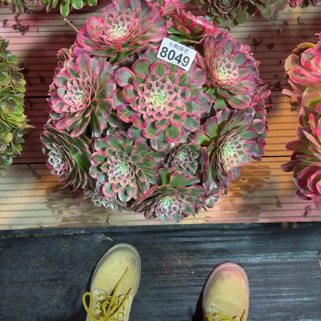 君*孔雀翎多肉植物8049