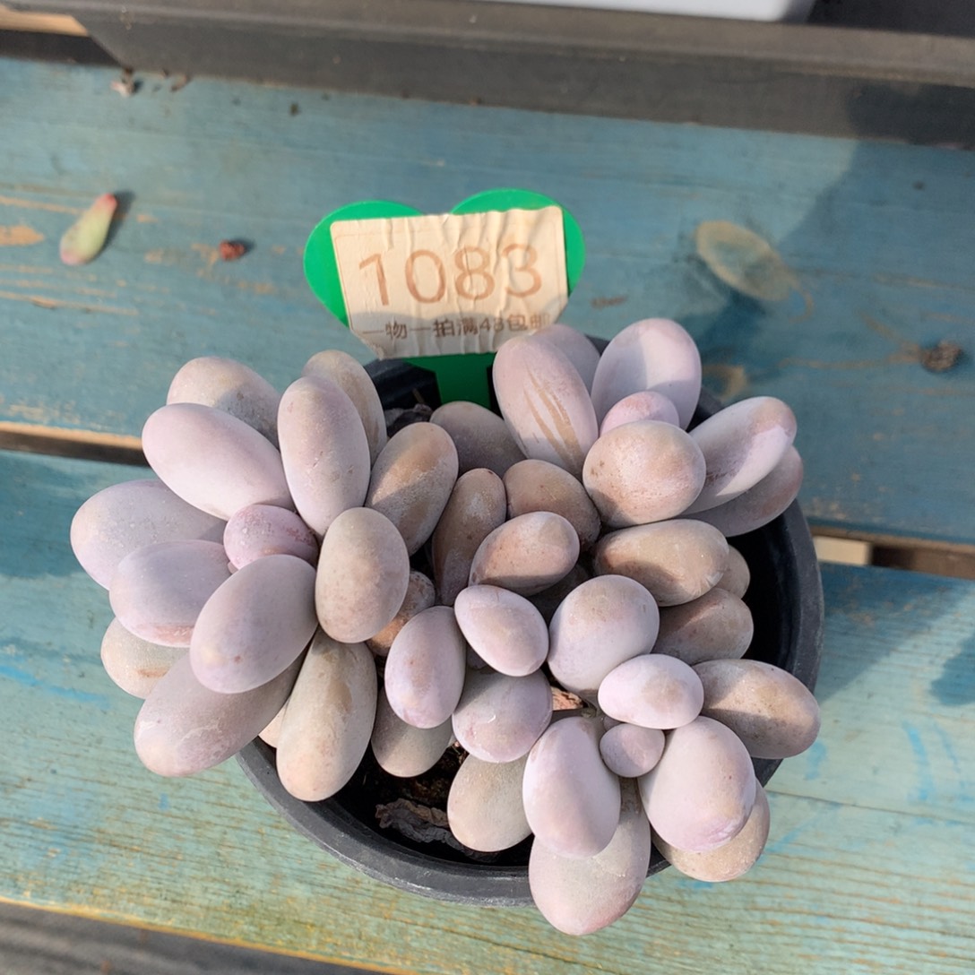 蛋白石奶酪开播福利1083