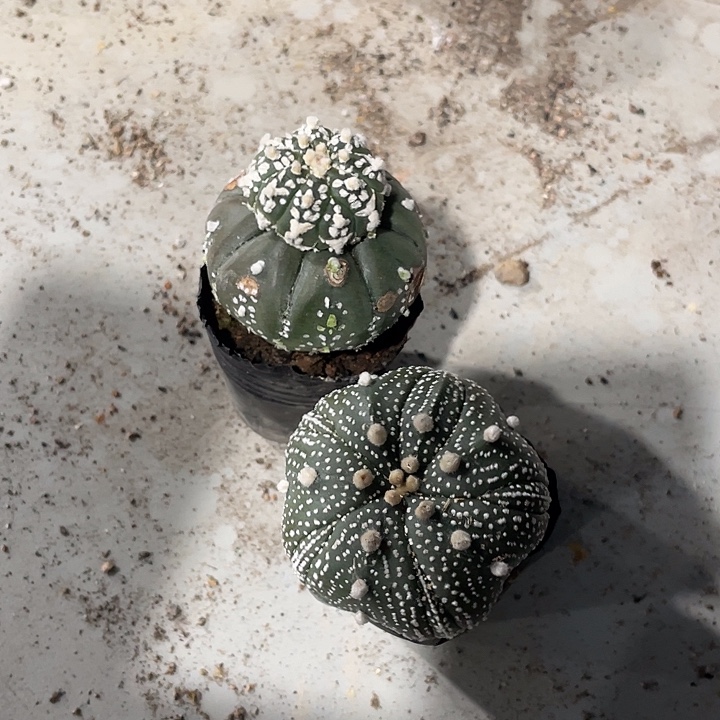 实生兜福利福利福利