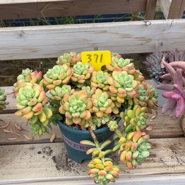 香格里拉多肉植物3 7 1