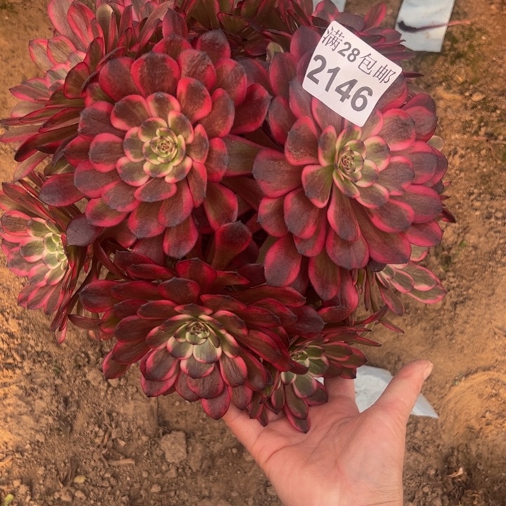 2146红金刚多肉植物