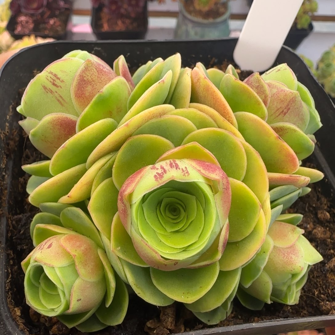 L87半城玫瑰墨染