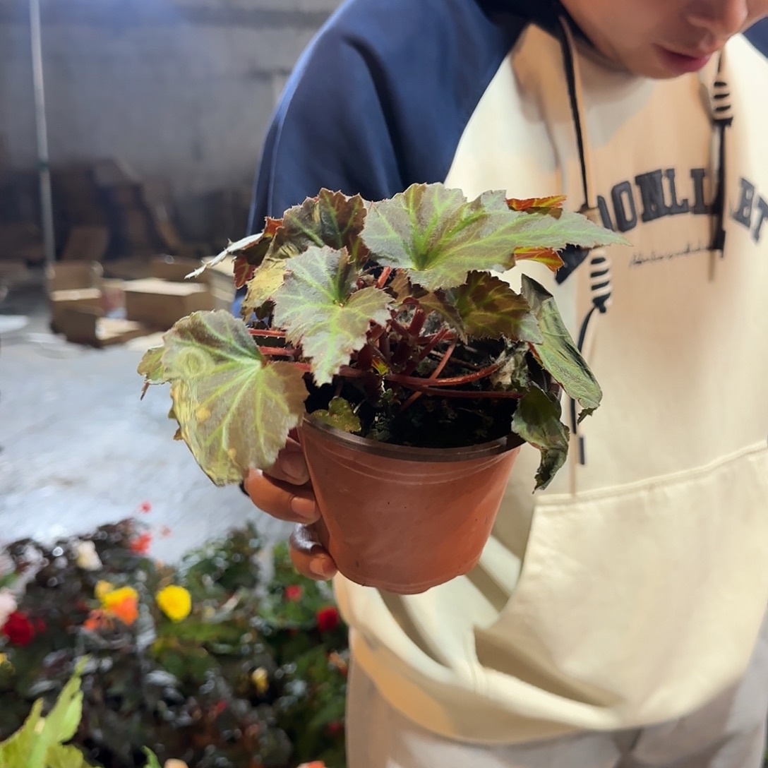 130日出，掉花折叶正常介意勿拍不拍保温冻死不售后