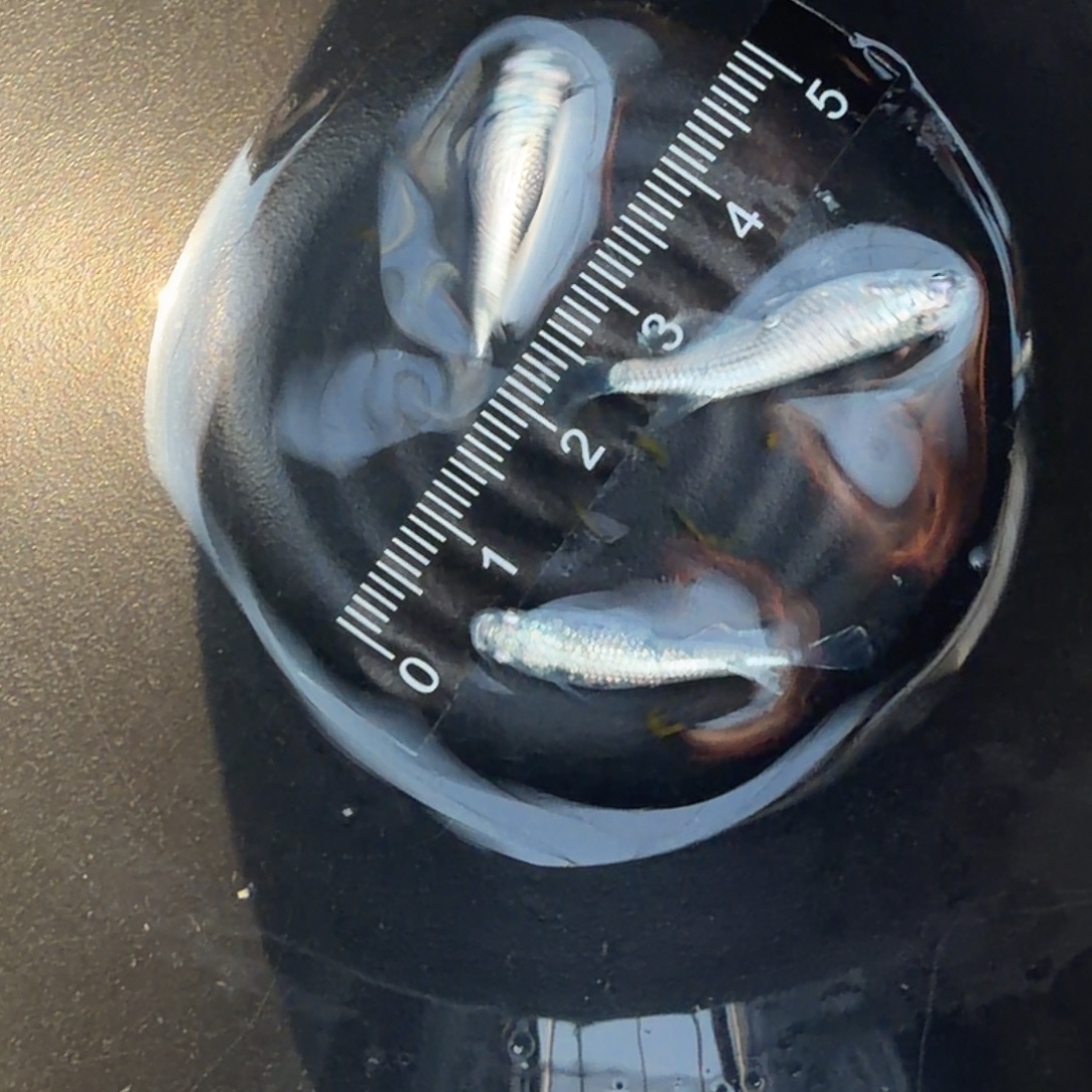 青鳉鱼观背青鳉64