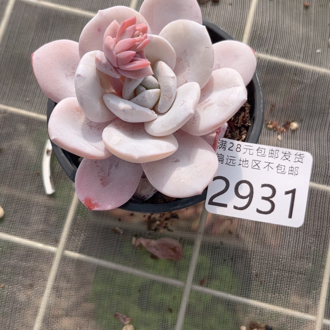 大2931（xg cv vb b n