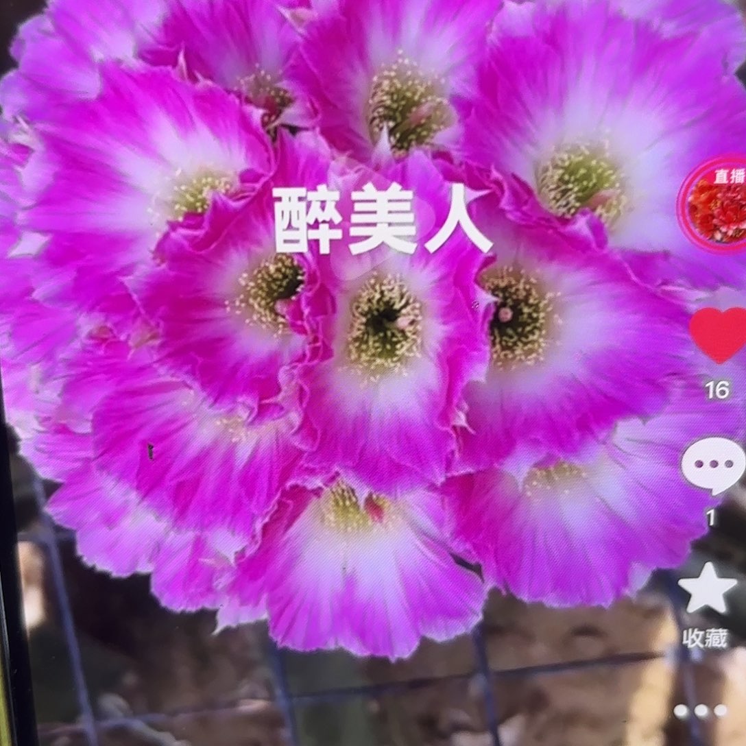 醉美人丽花侧牙20包邮仙人球39