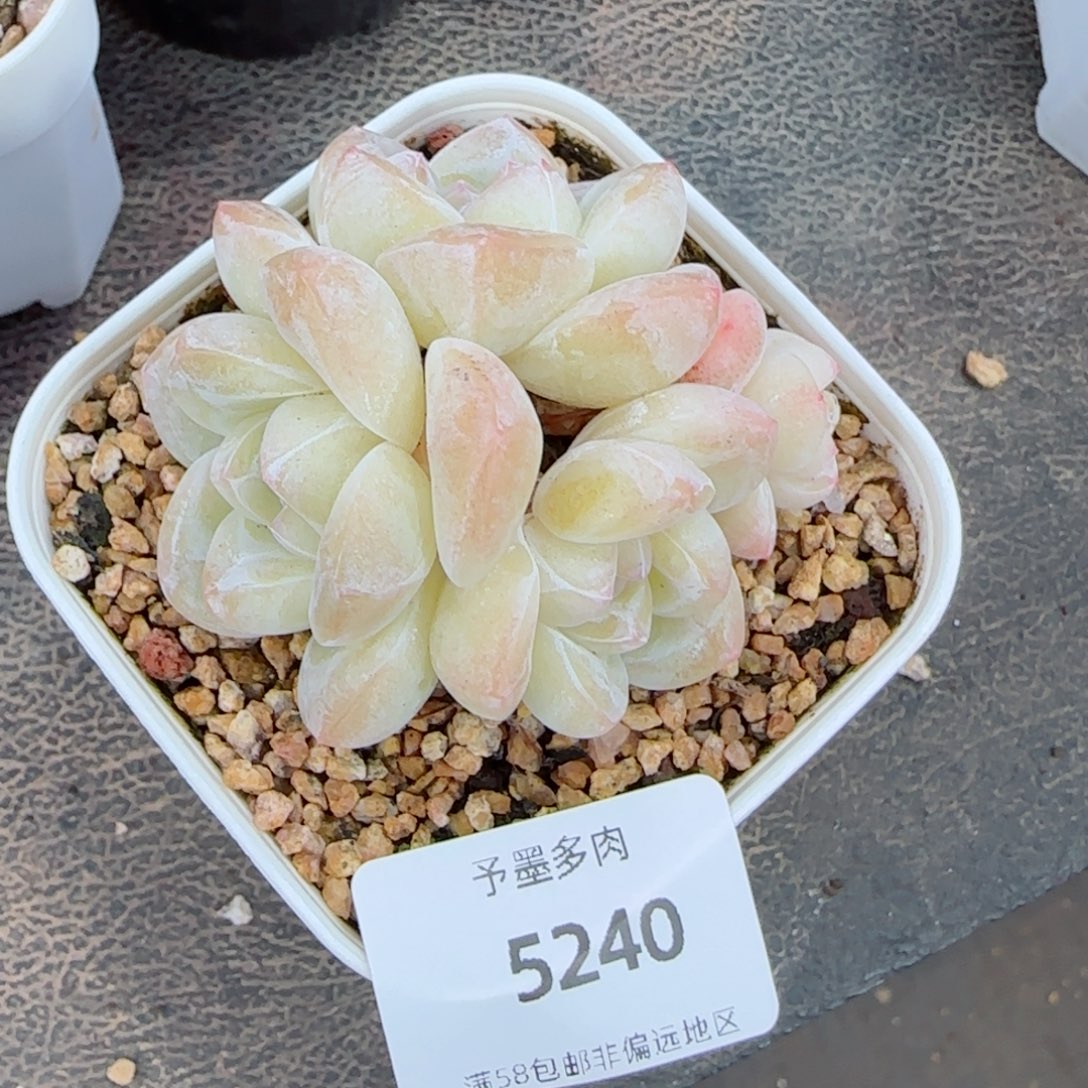 冰玉无砍，5240多肉