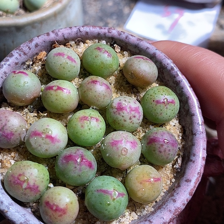 一颗136号皮卡丘。    