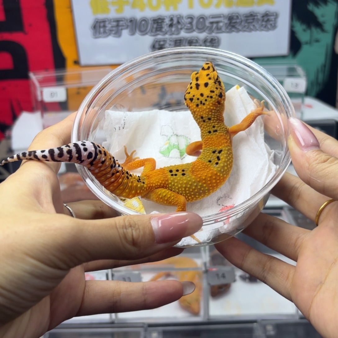 豹纹守宫翡翠妹妹 N109