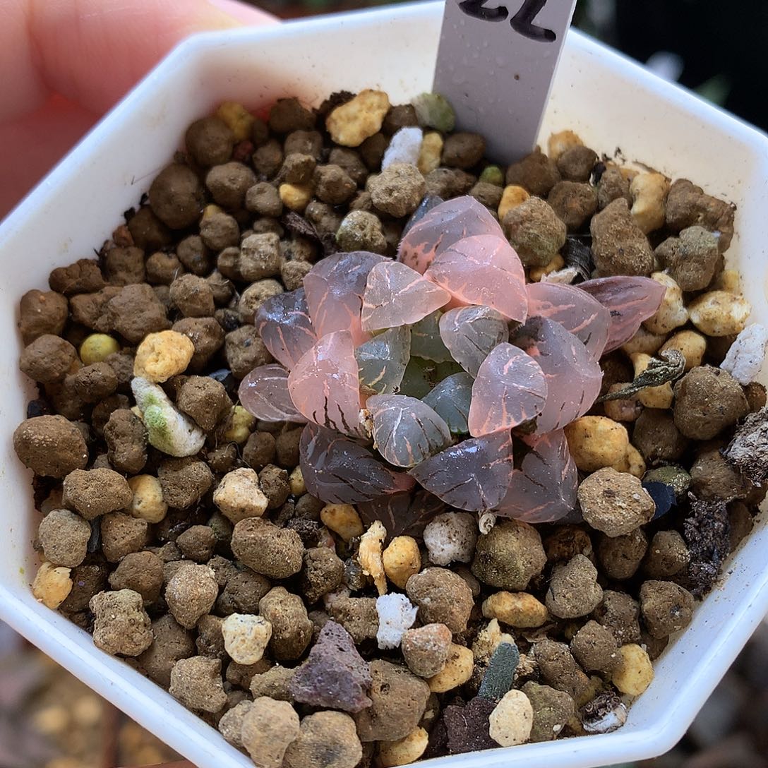 冰灯玉露锦带盆土发货