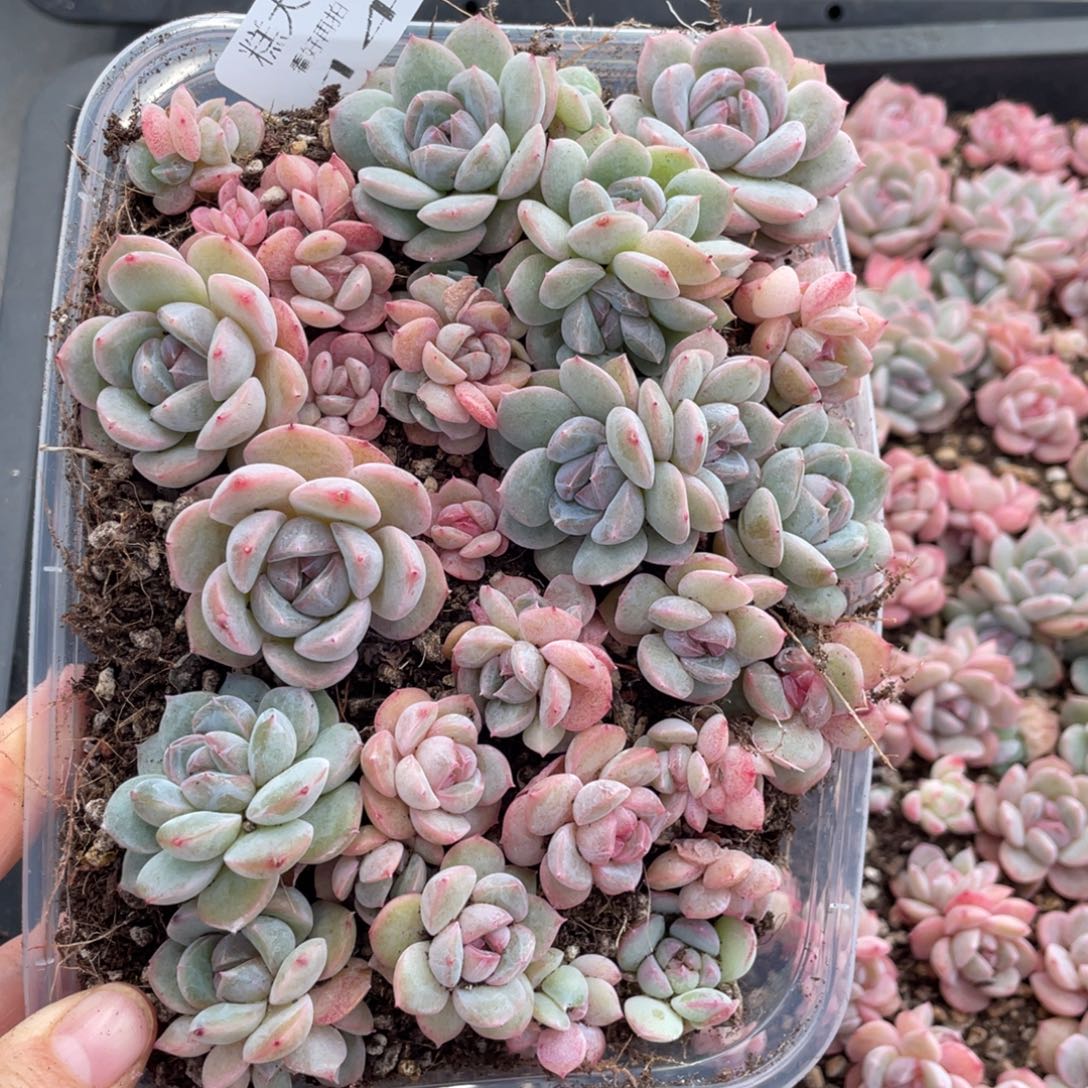 糕大上多肉植物140