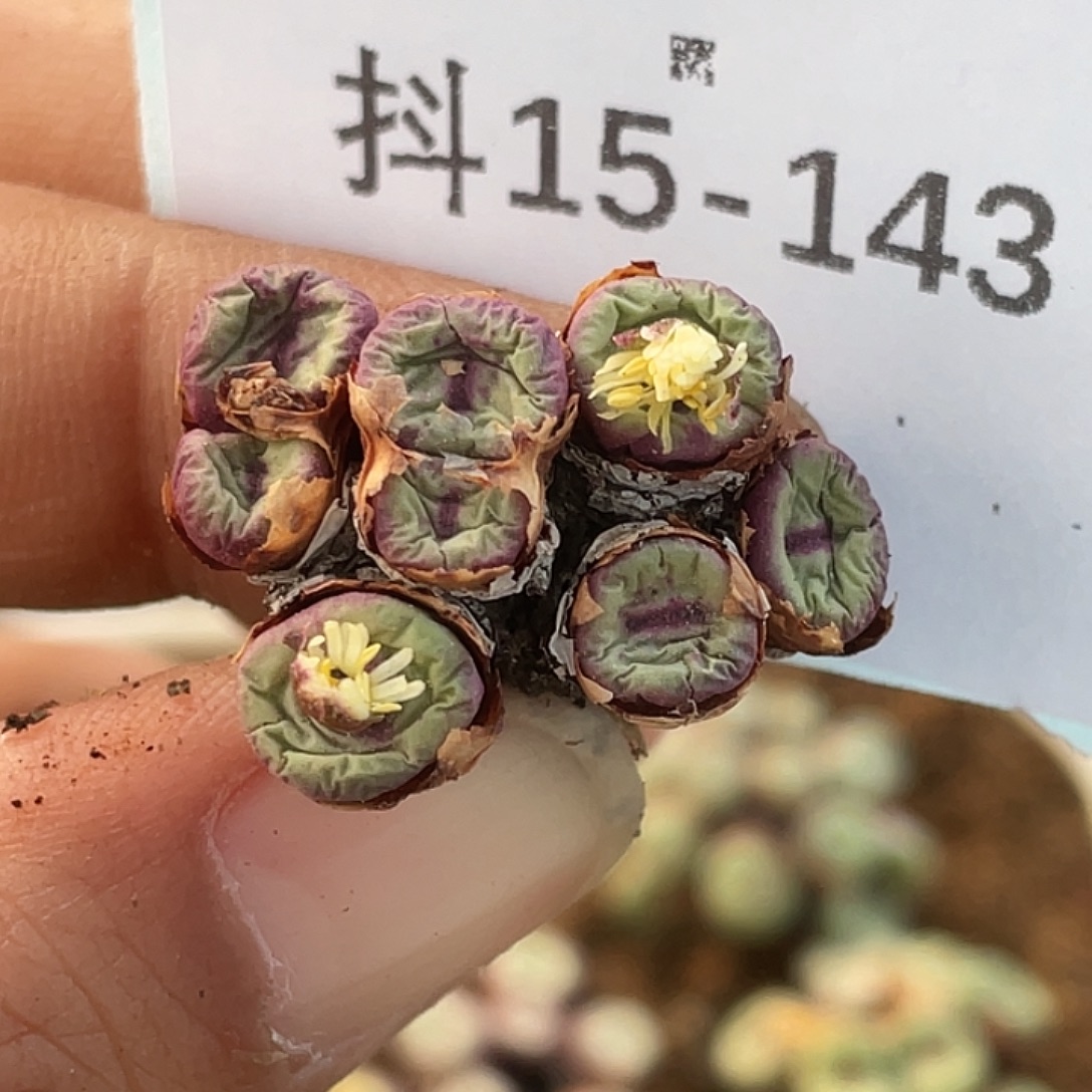 董***姐15-143肉锥多肉植物