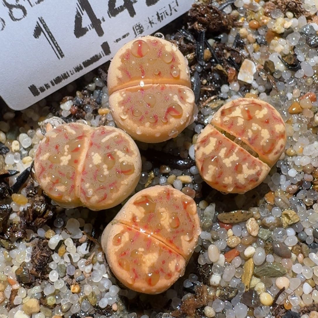 zzz精品也福利1442