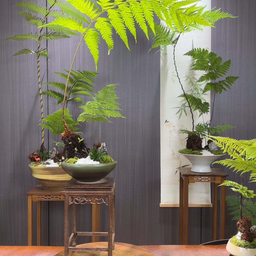 无花朵天**心蕨蕨蕨蕨蕨蕨蕨蕨蕨蕨