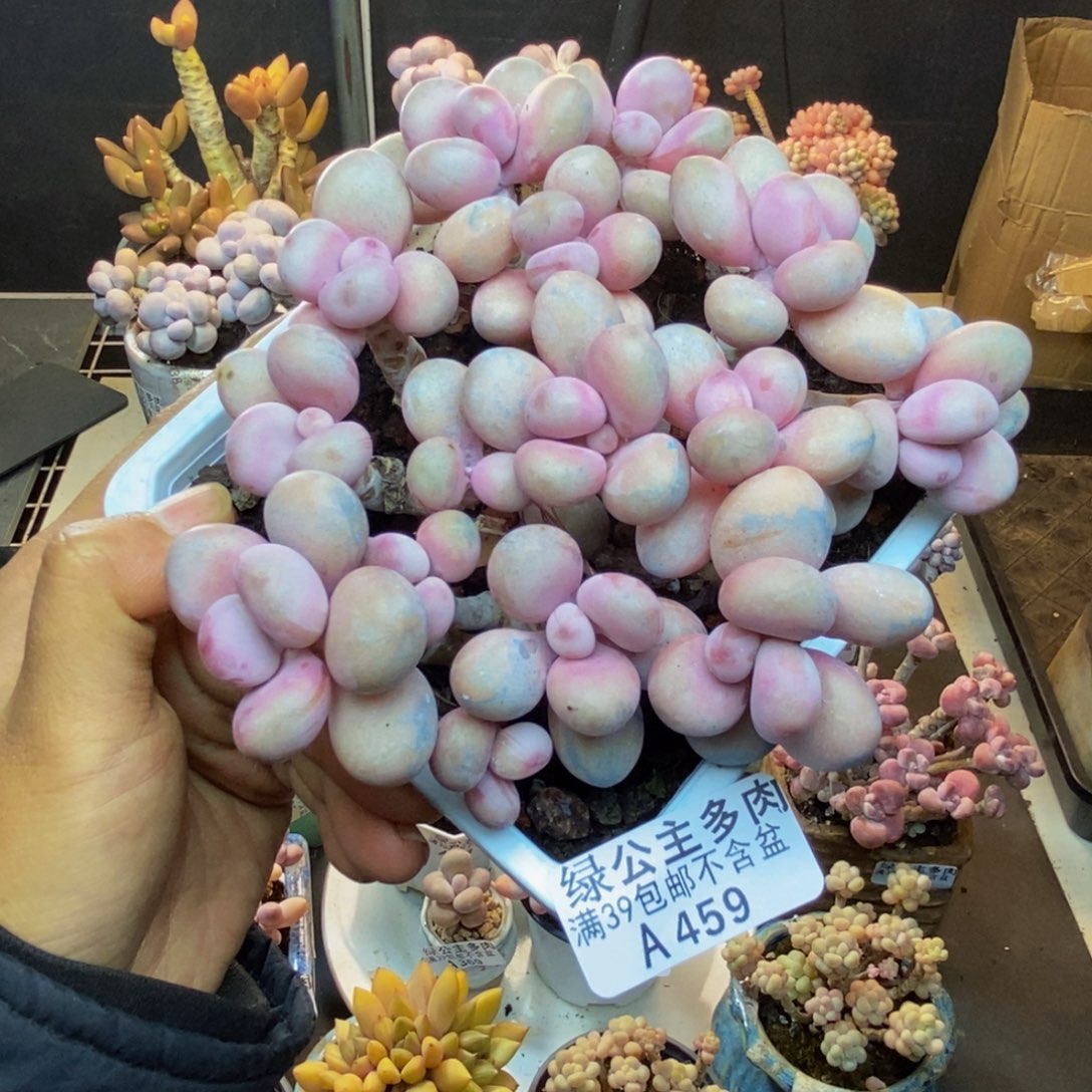 459糖果桃蛋多肉有断枝