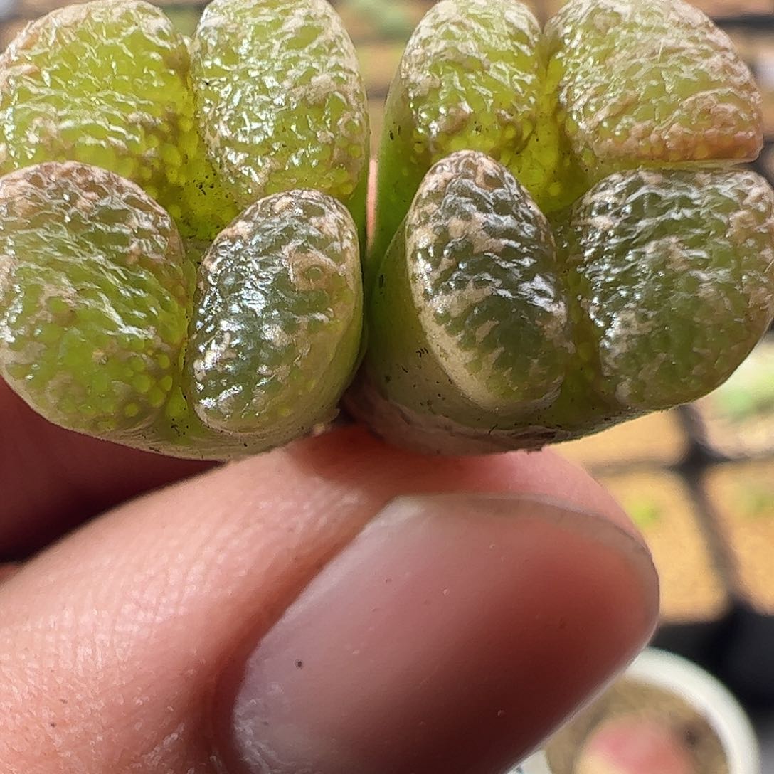 0000862 一物一拍……