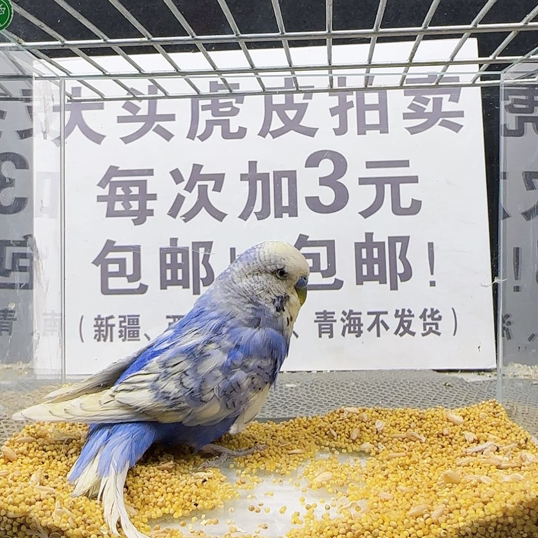 虎皮鹦鹉大头鹦鹉