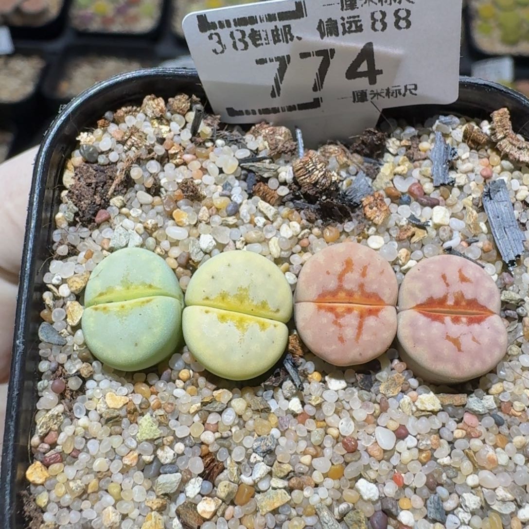 zzzzz生石花肉锥774