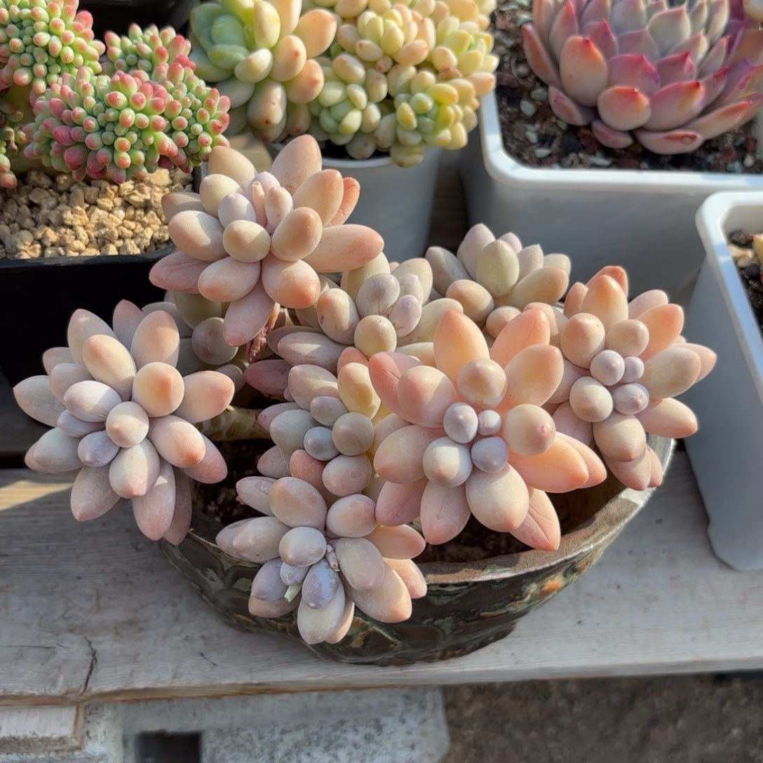 汤圆1111111111111111