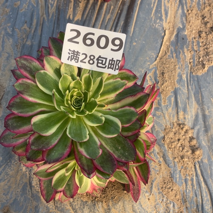 2609一号棚荔枝变异J