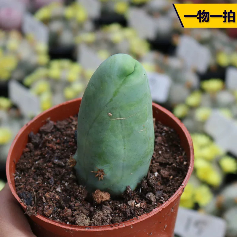 成程柱程程柱趣味美观稀有好养易度夏仙人柱仙人掌多肉观赏小盆栽