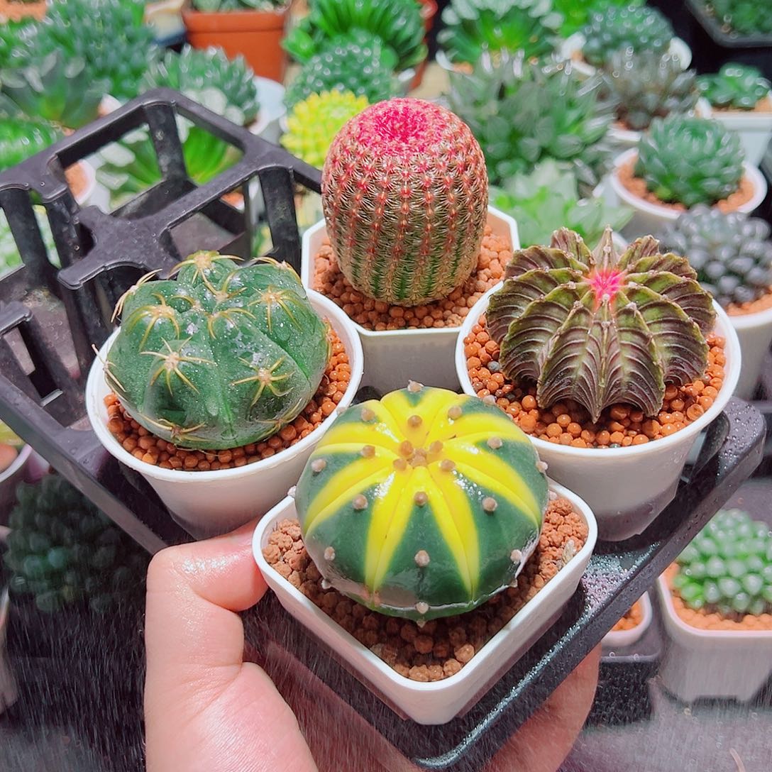 红太阳星兜锦肋骨海王原盆土