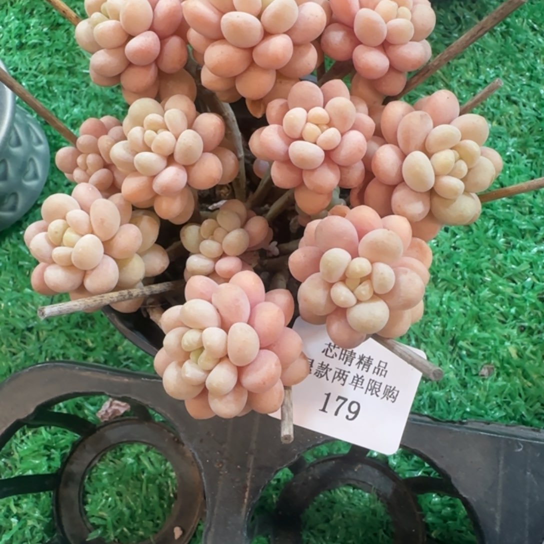 闪购精品多肉179号