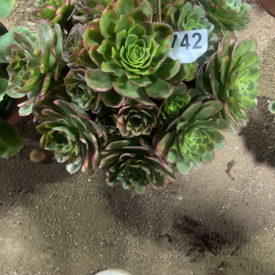 742奶白多肉植物花花