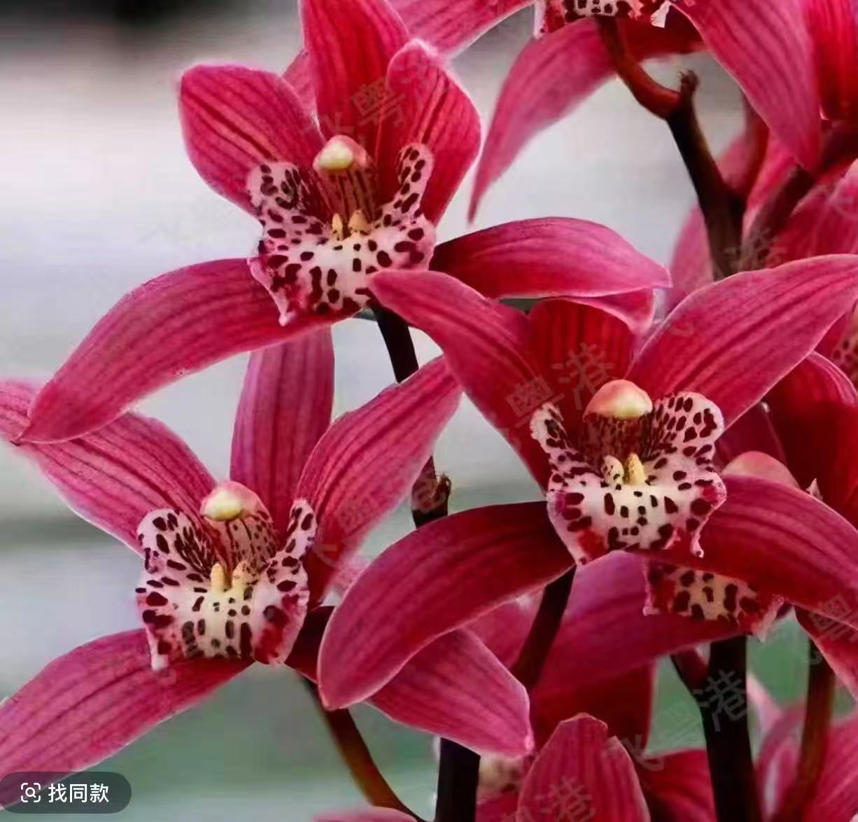 建兰【红玉】高端名品绿植盆栽浓香型