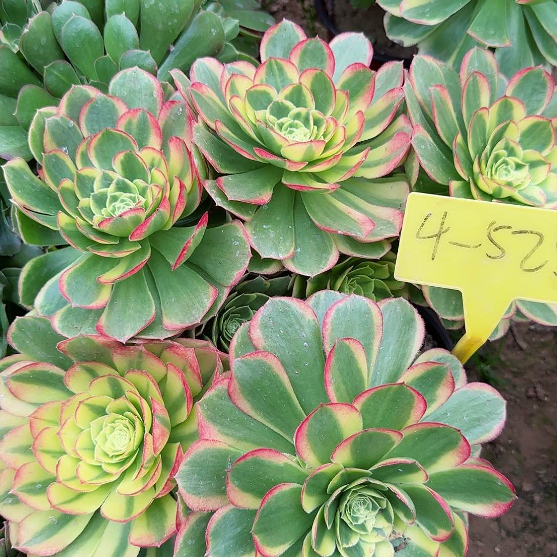 4-525---多头多肉植物