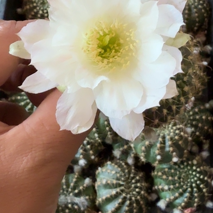 仙人球丽花歪白雪