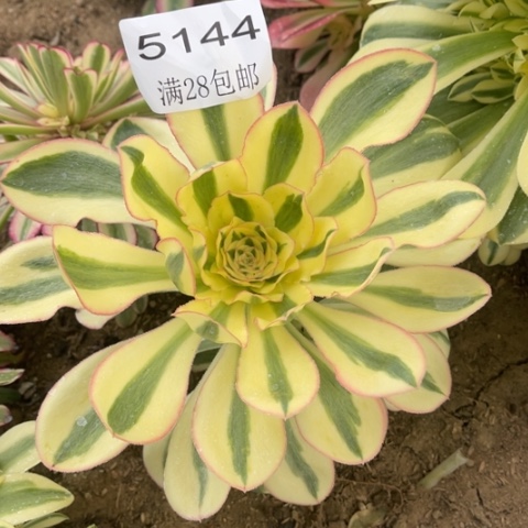 燕姿多肉多肉5144