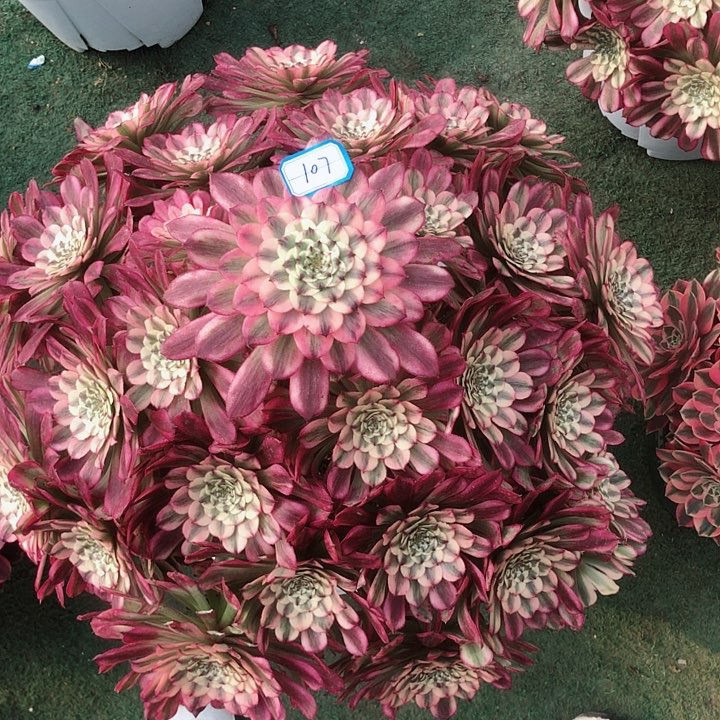 万****7107辉煌多肉法师