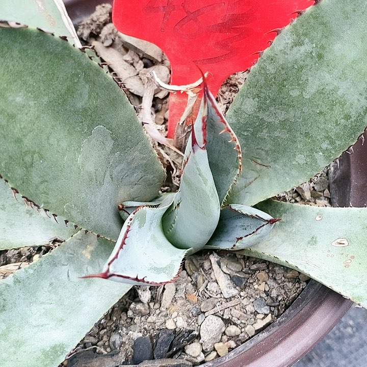 【闪购商品】无花朵龙舌兰圆叶虚空