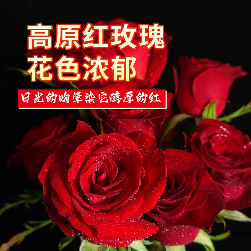 【高原红玫瑰20支】云南楚雄玫瑰基地直发鲜花室内办公家居鲜切花