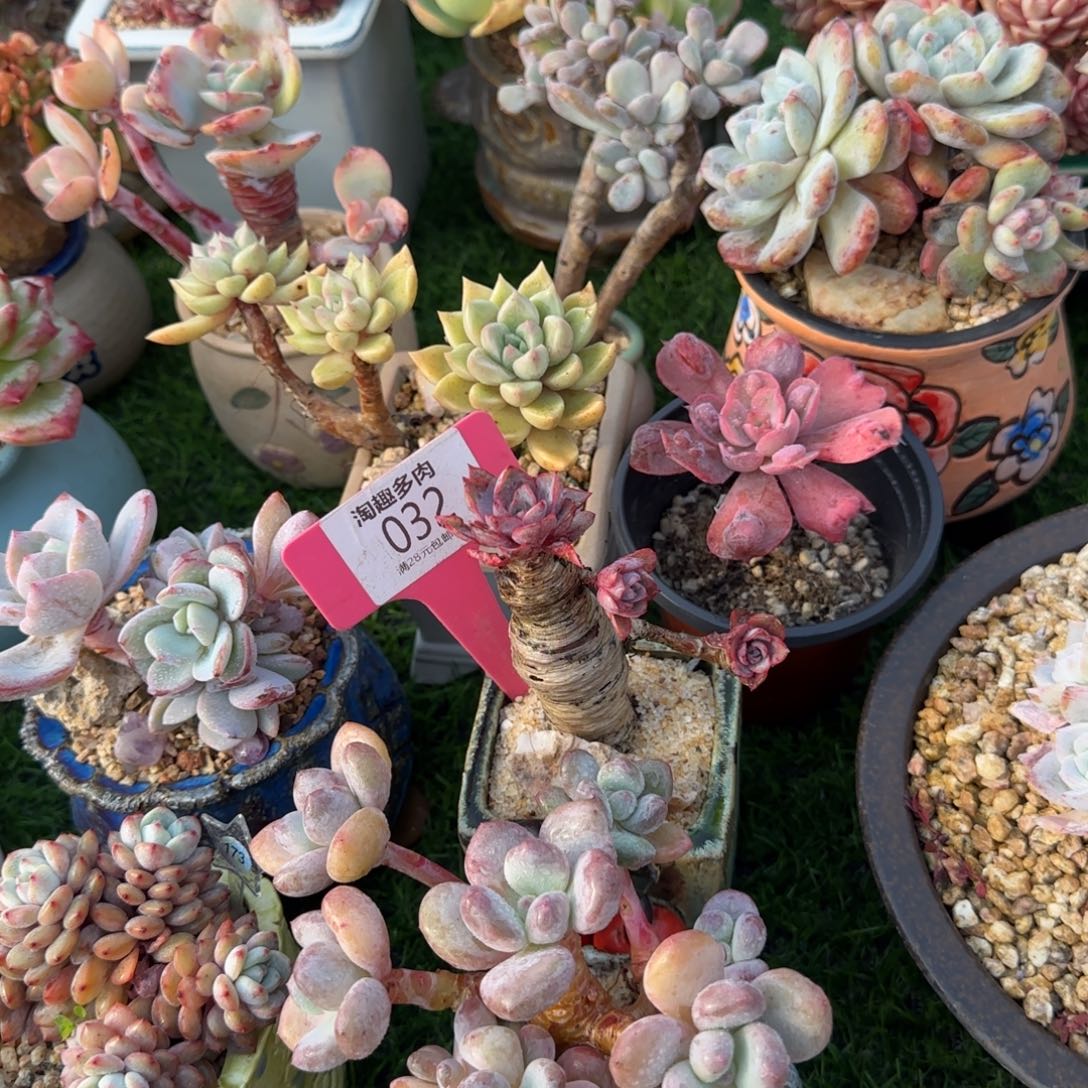 ****…多肉植物赫拉老庄