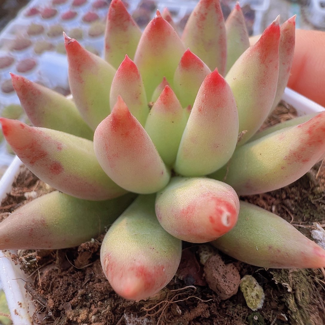 三代虞美人19包邮多肉