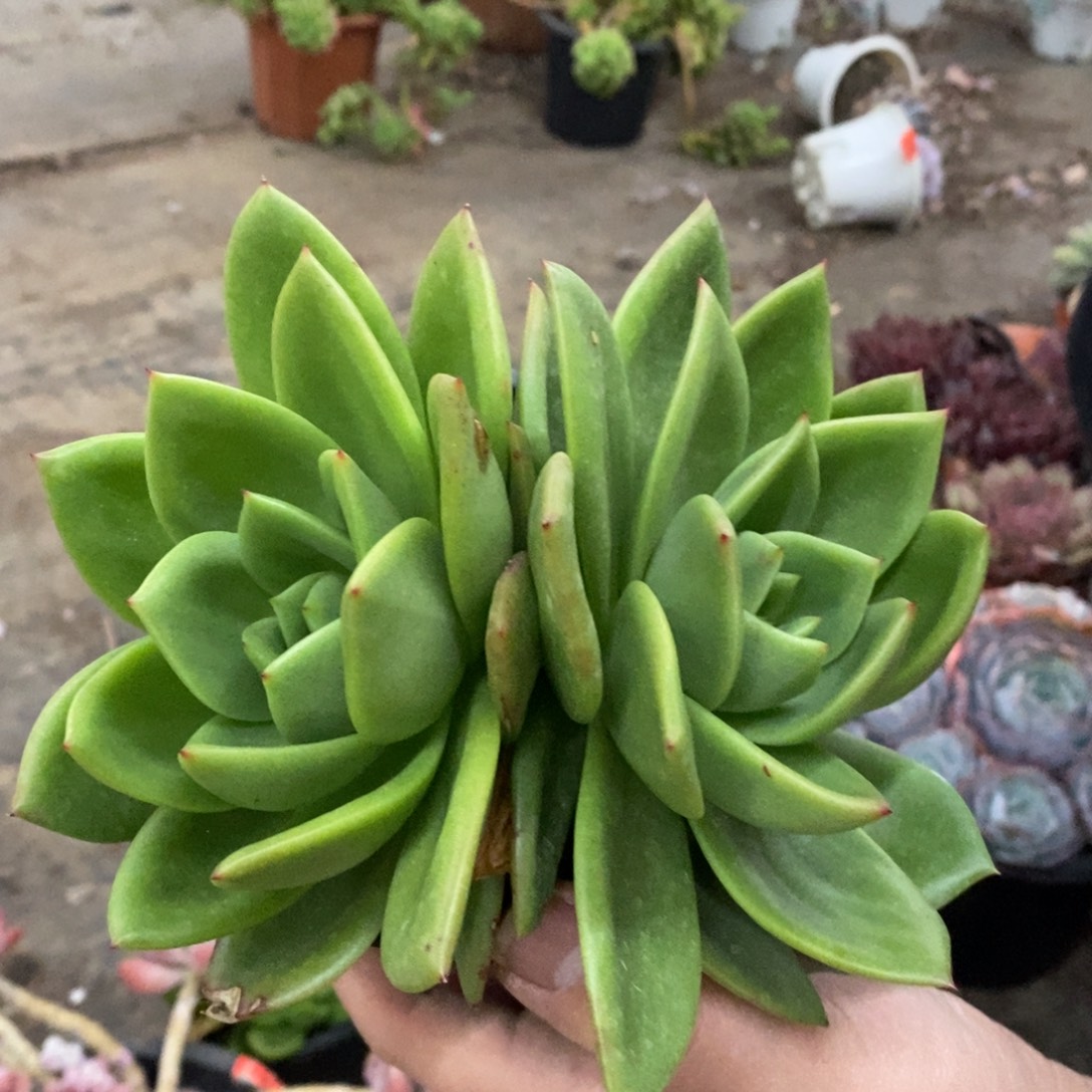 翠花双头起发老桩，120杯