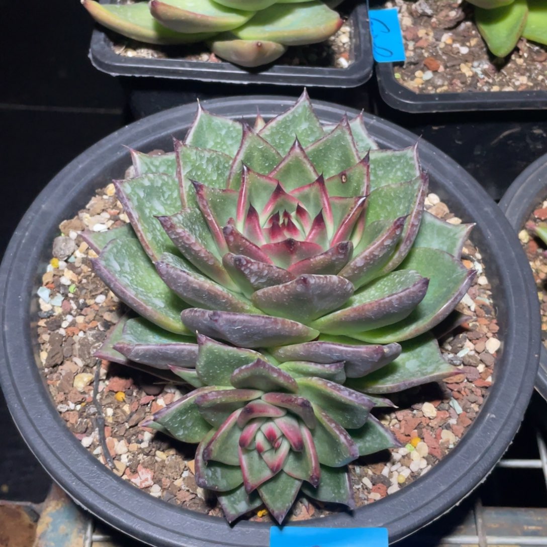 星****多肉植物多肉植物0272