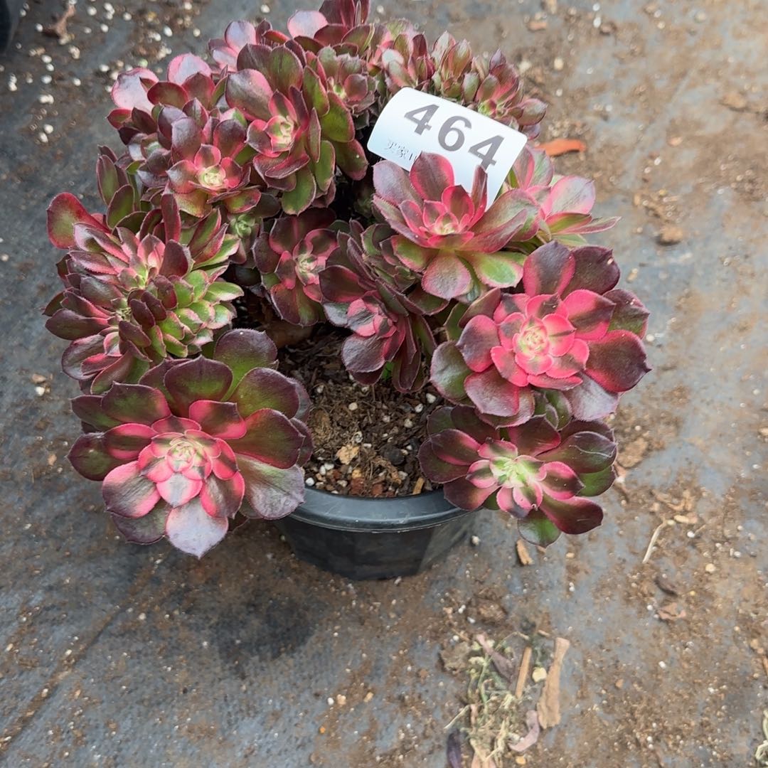精品多肉植物0464