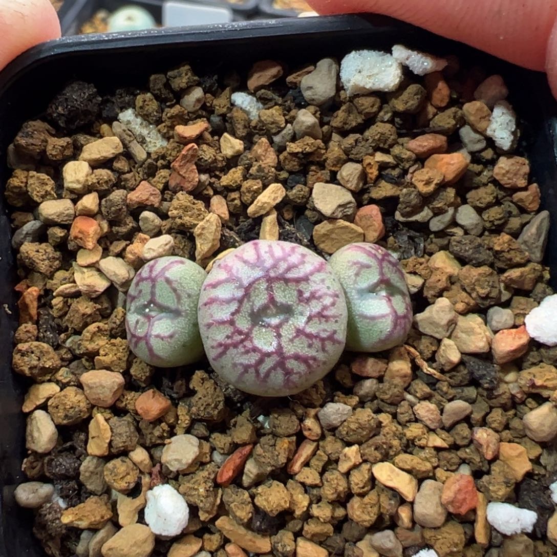 199多肉三头优选铅笔画杂交一棵特