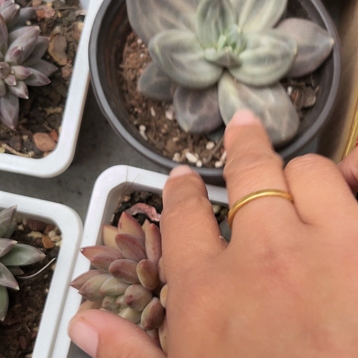 喜春356788888888天左右才发8天899