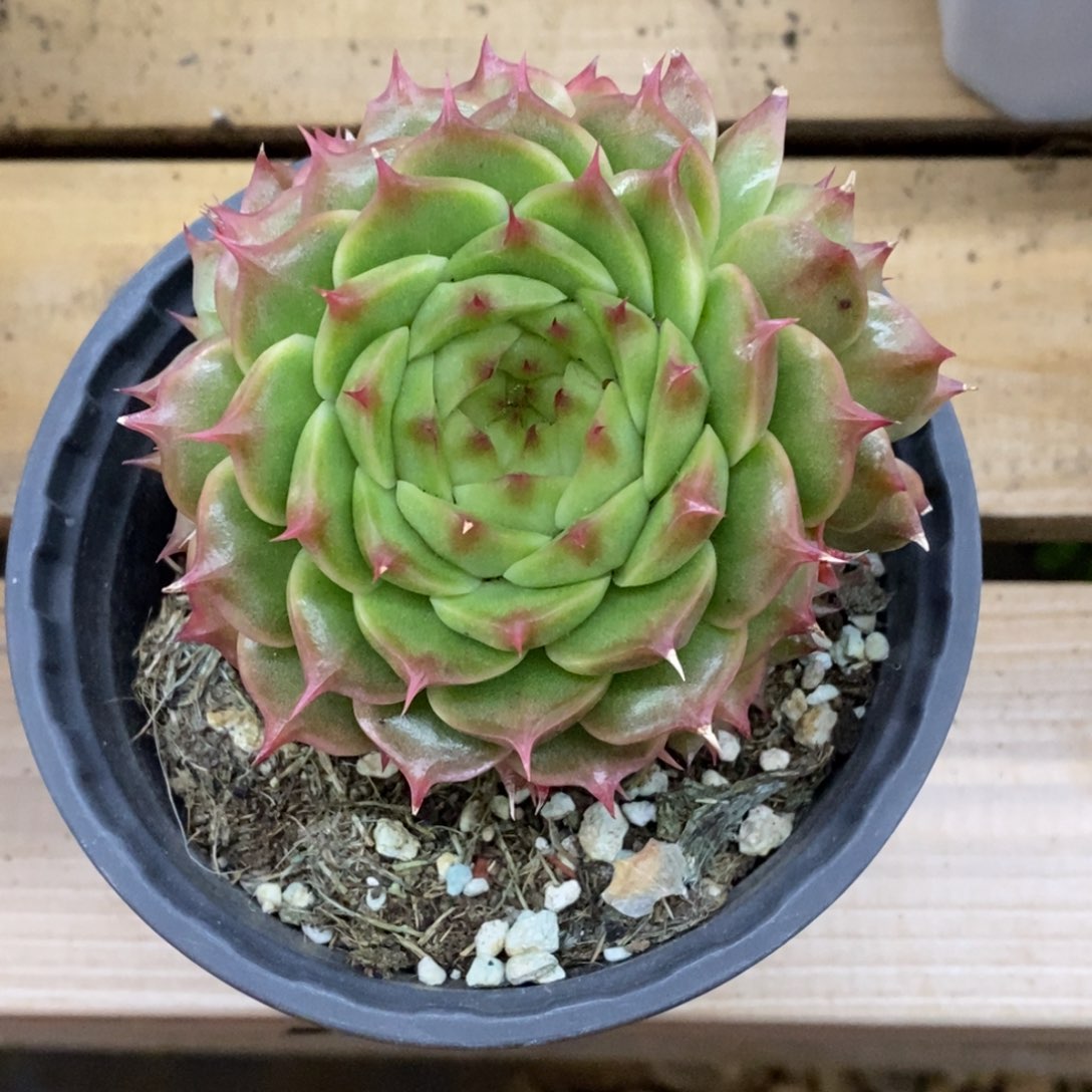 精品多肉一物一拍不包整323